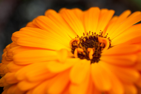 Macro shot with shallow depth of field of an orange gerbera flower shot on a bright sunny dayの写真素材