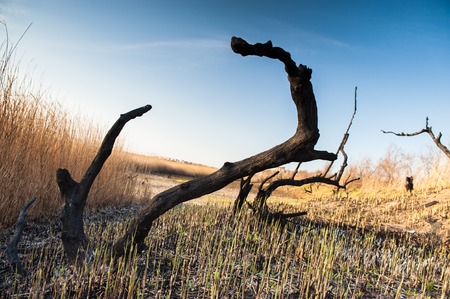 Landscape shots of the burned down reed fields and dead trees on the Kuyalnik salt lake in Odessa, Ukraine. Shot on a sunny spring dayの写真素材