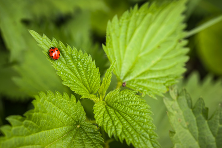 Macro closeup shot of a ladybug insect on a bush on a sunny summer dayの写真素材