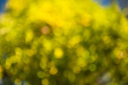 Strong bokeh from out of focus vegitation under a bright summer sun. Vibrant green and yellow background.の写真素材