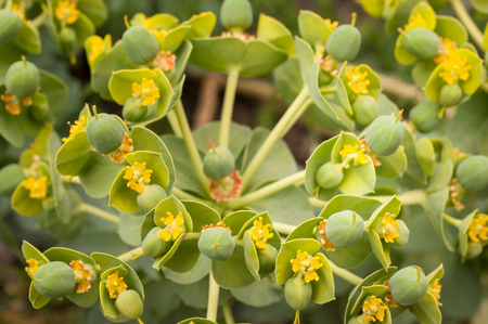 Macro closeup shot of euphorbia flowers blooming on a sunny summer dayの写真素材