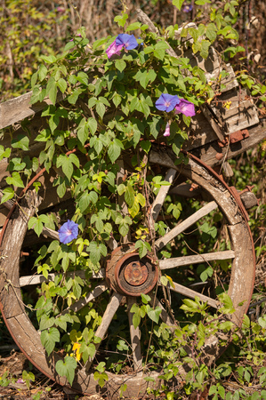 Vintage decorative wagon in the garden, covered with green plants. The dray is wooden and almost decayed over time. Shot on a bright sunny day.の写真素材