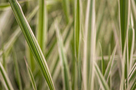 Closeup macro shot with narrow depth of field of the clean glass fieldの写真素材