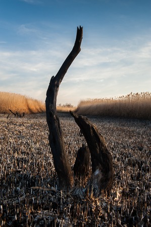 Landscape shots of the burned down reed fields and dead trees on the Kuyalnik salt lake in Odessa,...