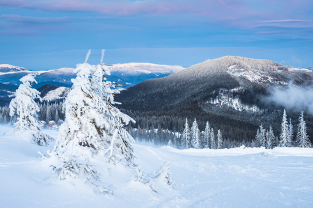Long exposure shot from Dragobrat mountain, Carpathian, Ukraine during a beautiful winter sunset with pines in the frontの写真素材