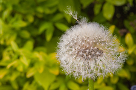 Macro shot of dandelion seeds blowing away shot on a sunny summer dayの写真素材