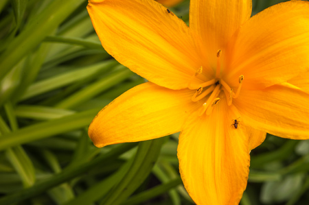 Macro closeup shot of orange lilly blooming flower shot on a sunny summer dayの写真素材