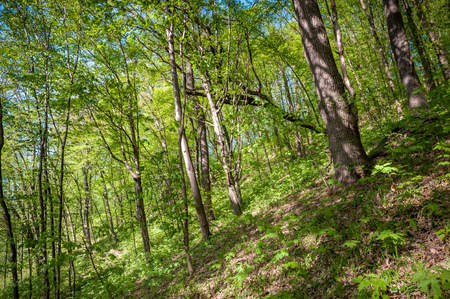 Green forest with strong vegetation, lots of grass, flowers and trees, no people. Shot on a sunny, peaceful dayの写真素材