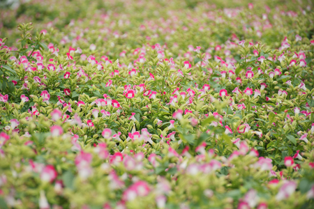 The tiny purple flowers and leaves in the blurred sceneの写真素材