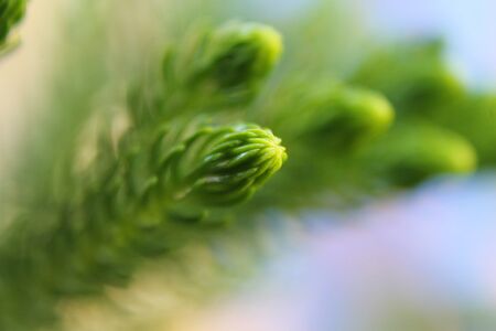 Norfolk pine shoots with blue backgroundの写真素材