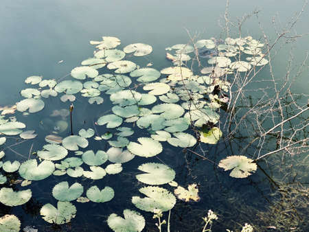 Water lilies floating in the pondの写真素材
