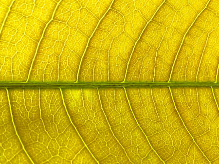 Fresh mango leaf with textures of patterns in it.の写真素材
