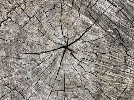Old wood texture and pattern design in wooden cross sectionの写真素材