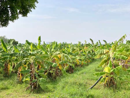 Banana plantation cultivated in the agricultural field at rural village in chennaiの写真素材