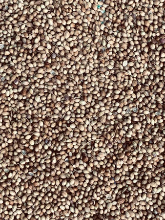 Coriander seeds drying in the sunlight