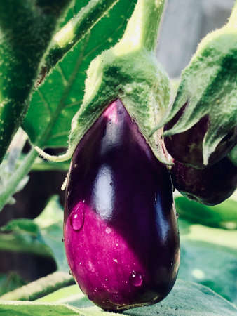 Brinjal vegetable in egg plantの写真素材