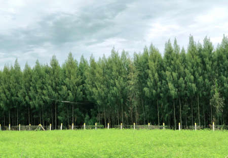 Casuarina trees grown in abundance at the green agricultural field. Green grass field and blue sky.の写真素材