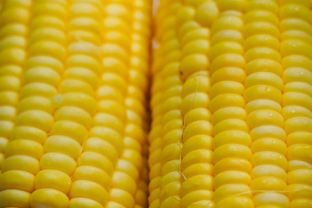 Sweet corn on the cob. Closeup of sweet corn maize. Sweet corn maize kept for sale in the market. Texture of cereals on raw sweet corn maize.の写真素材