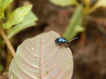 Insect on a leaf
