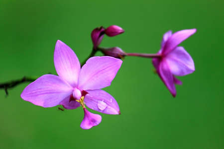Beautiful Orchidの写真素材