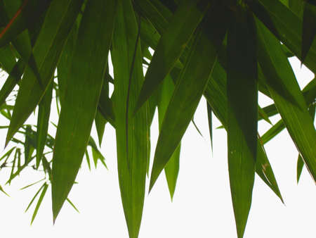 Bamboo - leavesの写真素材