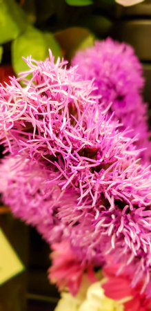 This is pretty pink flowers .の写真素材