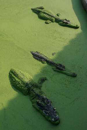 Crocodile in Duckweedの写真素材