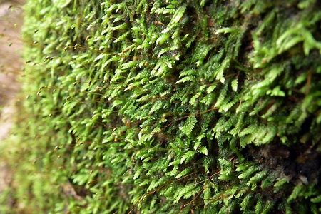 Moss on the  rubber tree , south of Thailandの写真素材