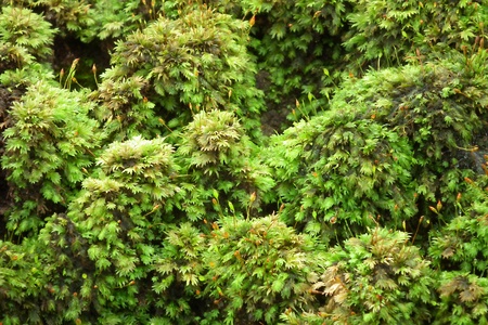  Moss on the ground roughnessの写真素材