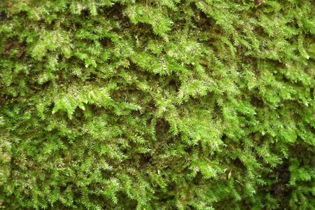 Moss on the cliffsの写真素材