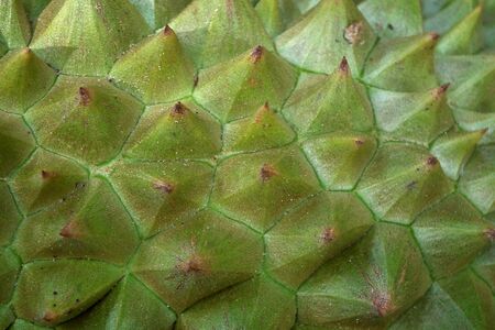Thorny durianの写真素材