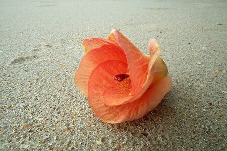 Orange flowers on the beach, south of Thailandの写真素材