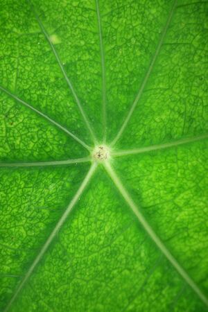 Background of green foliage.の写真素材