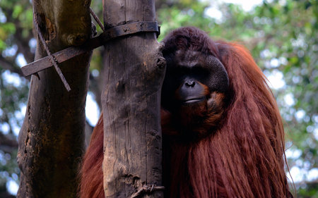 Orangutan in a zoo in Dehiwala, Sri lanka.