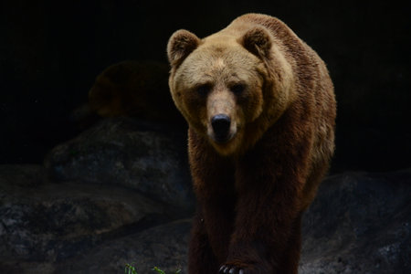 Brown bear, Dehiwala National Zoo, Sri Lanka.の写真素材