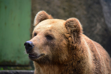 Brown bear, Dehiwala National Zoo, Sri Lanka.の写真素材