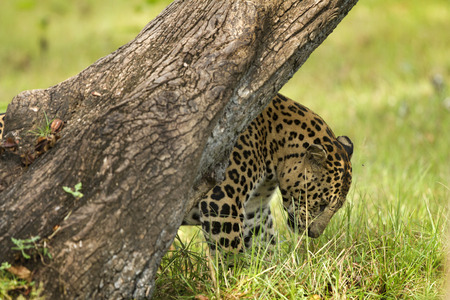 Asian Leopardの写真素材