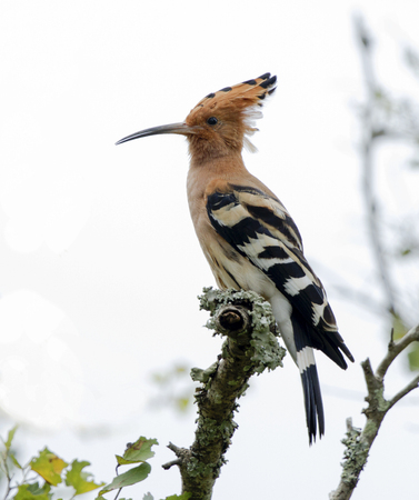 The hoopoe hupu is a colourful bird found across Afro-Eurasia, notable for its distinctive "crown" of feathers.の写真素材