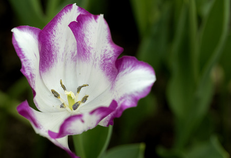 Tulip flowerの写真素材