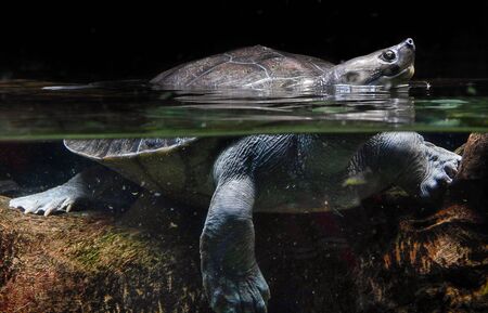 tortoise looking up while whole body inside waterの写真素材