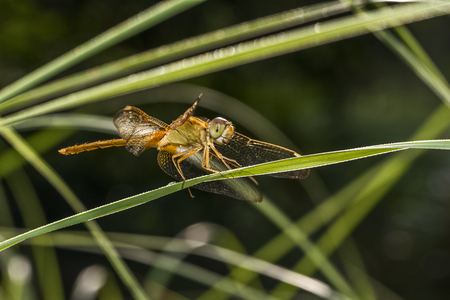 close up view Yellow dragonfly resting sitting on a leafの写真素材