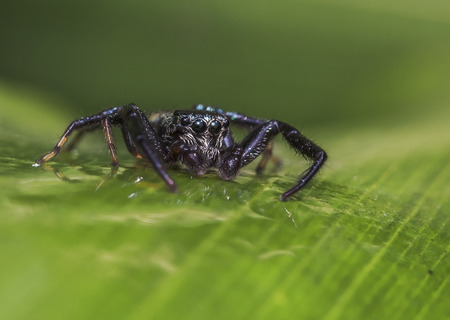 jumping spider close-up