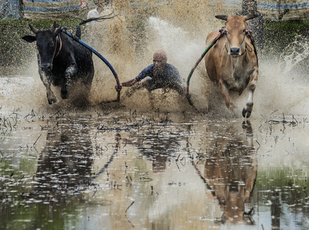 A jockey riding bulls across the muddy paddy fields in their traditional bull racing festival also known as 'Pacu Jawi bull Race' on August 01, 2015 in a small village in West Sumatra, Indonesia.のeditorial素材