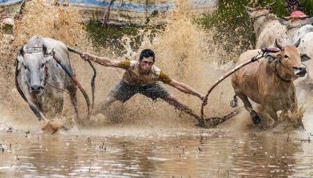 WEST SUMATRA, INDONESIA - AUGUST 01 2015: A jockey riding bulls across the muddy paddy fields in...