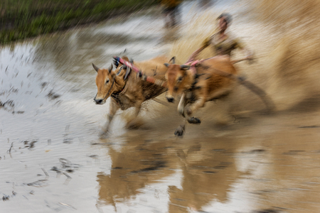 WEST SUMATRA, INDONESIA - AUGUST 01 2015: A jockey riding bulls across the muddy paddy fields in their traditional bull racing festival also known as 'Pacu Jawi bull Race' on August 01, 2015 in a small village in West Sumatra, Indonesia.のeditorial素材