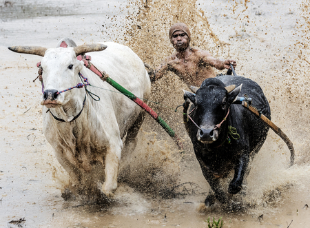 WEST SUMATRA, INDONESIA - AUGUST 01 2015: A jockey riding bulls across the muddy paddy fields in their traditional bull racing festival also known as 'Pacu Jawi bull Race' on August 01, 2015 in a small village in West Sumatra, Indonesia.のeditorial素材