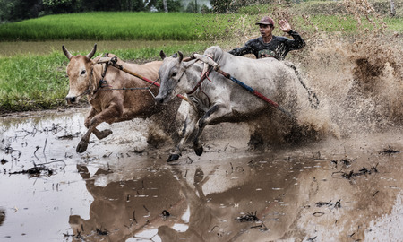 WEST SUMATRA, INDONESIA - AUGUST 01 2015: A jockey riding bulls across the muddy paddy fields in their traditional bull racing festival also known as 'Pacu Jawi bull Race' on August 01, 2015 in a small village in West Sumatra, Indonesia.のeditorial素材