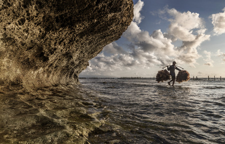Indonesian farmers grow seaweed in a traditional method. Farmer carrying seaweed collected from his sea farm to house for drying in morning, Indonesiaのeditorial素材