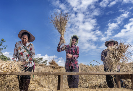 Chiang Mai Thailand November 2015: lady farmers threshing paddy against wooden plate to separate paddy grains from rice strawsのeditorial素材