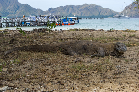 Tourist watching the Komodo dragon walking near sea inside Komodo National Park, Indonesiaの写真素材